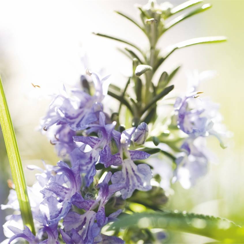 17 natural stimulants to gain energy